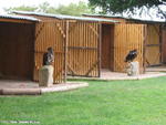 Diverse Adler Diverse Adler