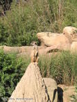 Erdmännchen Erdmännchen