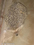 Igel Igel