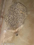 Igel